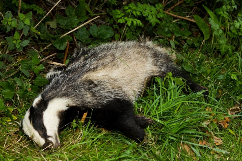 Badger