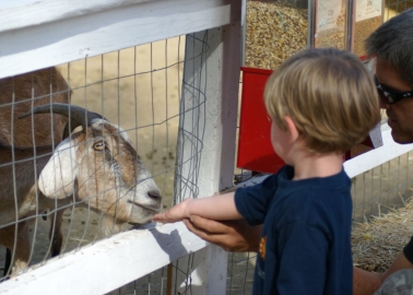 5 Reasons That Petting Zoos Are Being Cancelled Across the Country