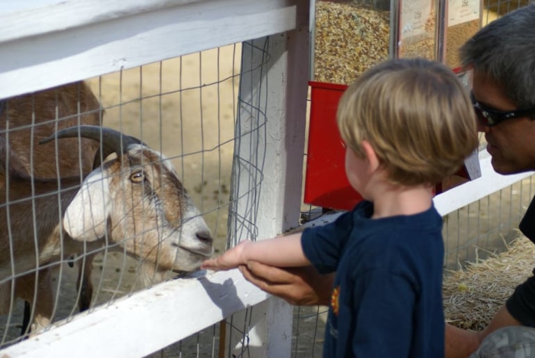 Goat and child at petting zoo