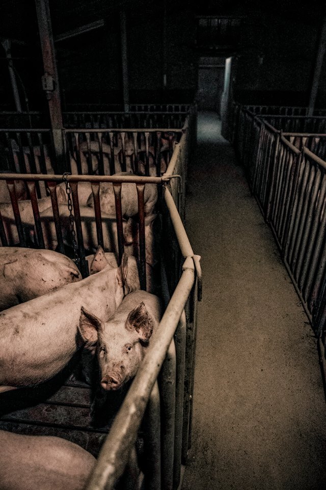 Pigs in pens