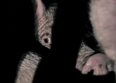 The Despair in These Pigs’ Eyes Is Enough to Make Anyone Rethink Eating Bacon