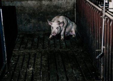 Sexual Abuse of Pigs and Other Farm Animals Is Nothing New