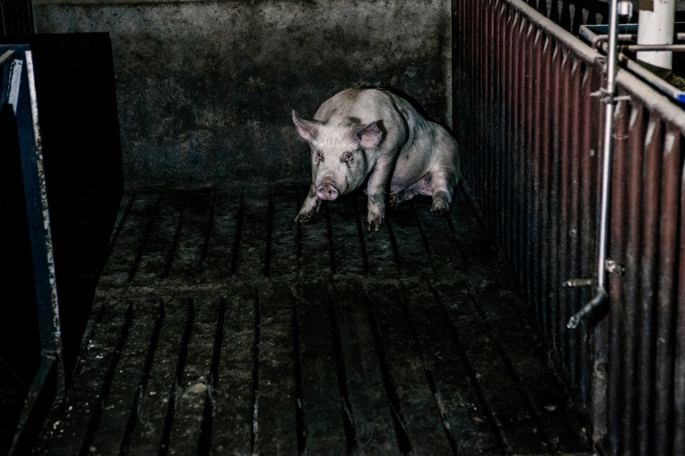 Single sick pig