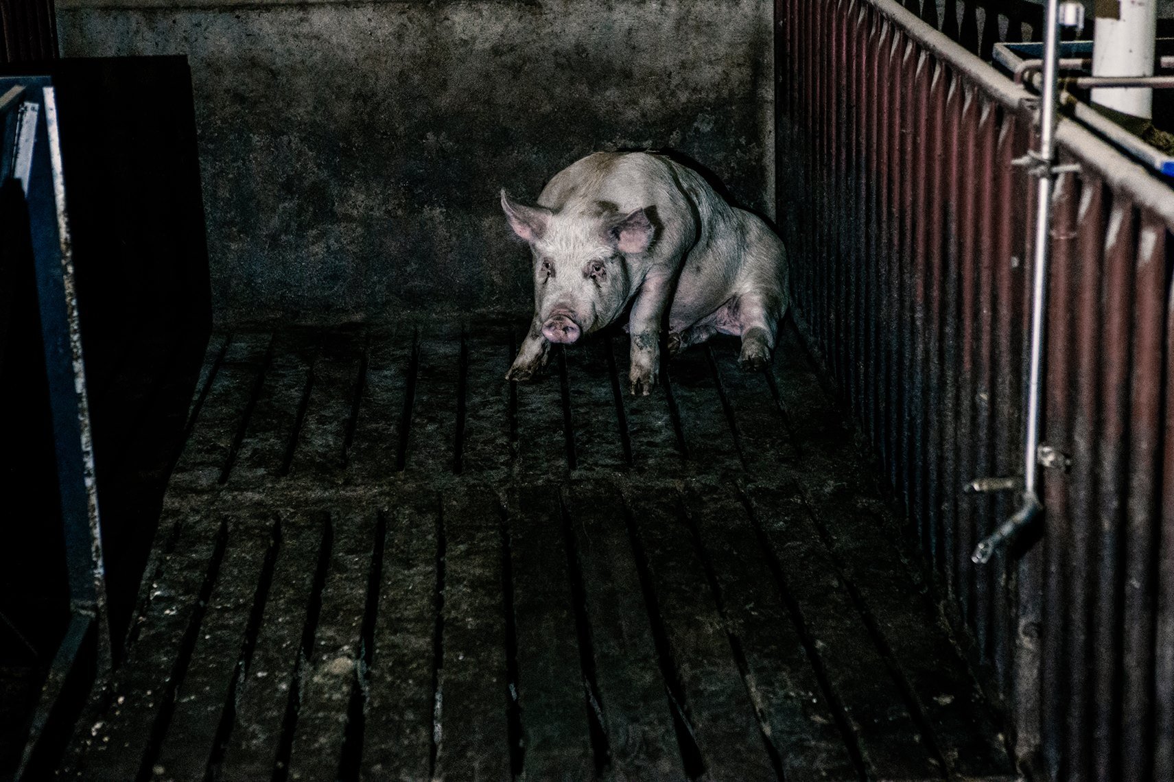 Sexual Abuse of Pigs and Other Farm Animals Is Nothing picture
