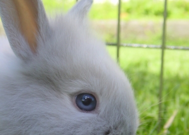 Radio Presenter Who Killed a Baby Rabbit Live on Air Should Face Justice