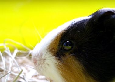 MEPs Question the Validity of Animal Tests, Call for Wider Debate