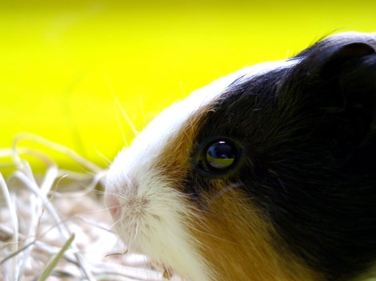 Stock guinea pig small