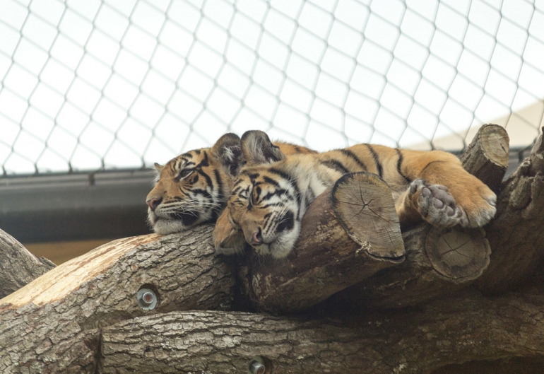 ZSL_London Zoo Sumatran_tiger