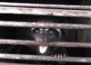 Cruel Civet Footage Axed From BBC After PETA Supporter Speaks Out