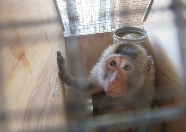 Exposed: How Monkeys Are Neglected and Terrorised at Notorious US Primate Dealer