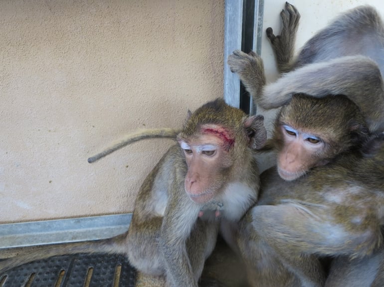 Monkey-Knocked-Out-by-Worker