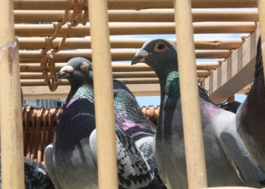 Thousands of Birds Will Likely Die in Deadly King’s Cup Pigeon Race
