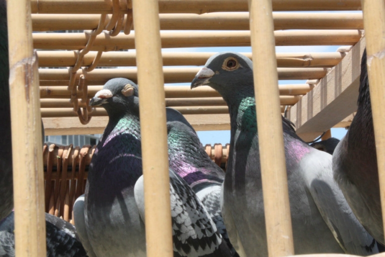 Pigeon racing 2 birds in cage