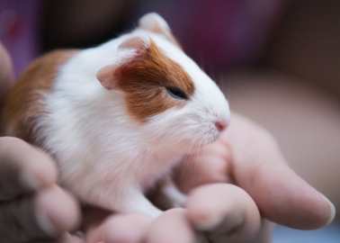 Success! ECHA Responds to Our Letter, Promises to Do More to Reduce Animal Tests