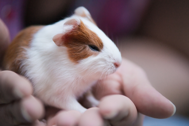 Baby Guinea Pig