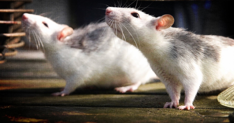 Two white rats