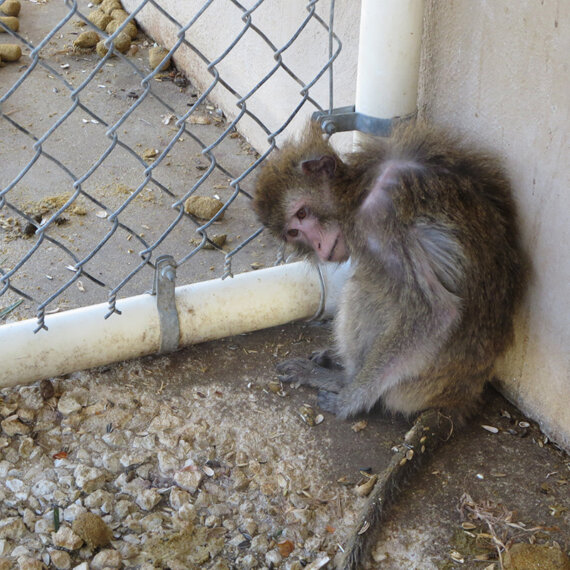 Ethiopian Airlines Tied to Monkey Smuggling – Take Action Now
