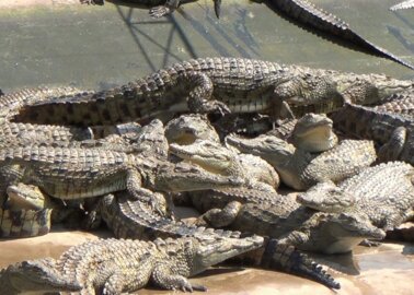 Ask Hermès to Stop Selling Items Made From Crocodile and Alligator Skins