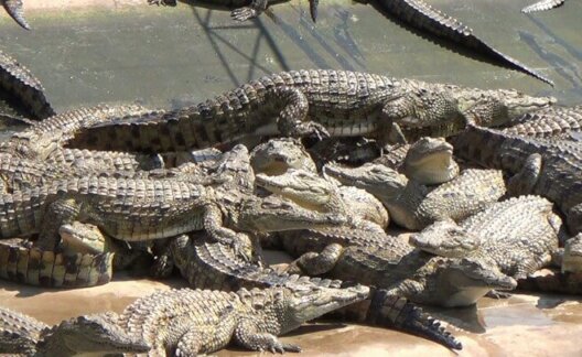 PETA reptile skins investigation Zimbabwe