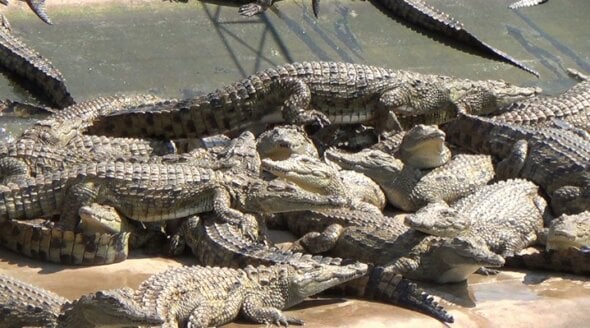 PETA reptile skins investigation Zimbabwe