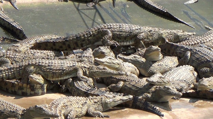 PETA reptile skins investigation Zimbabwe