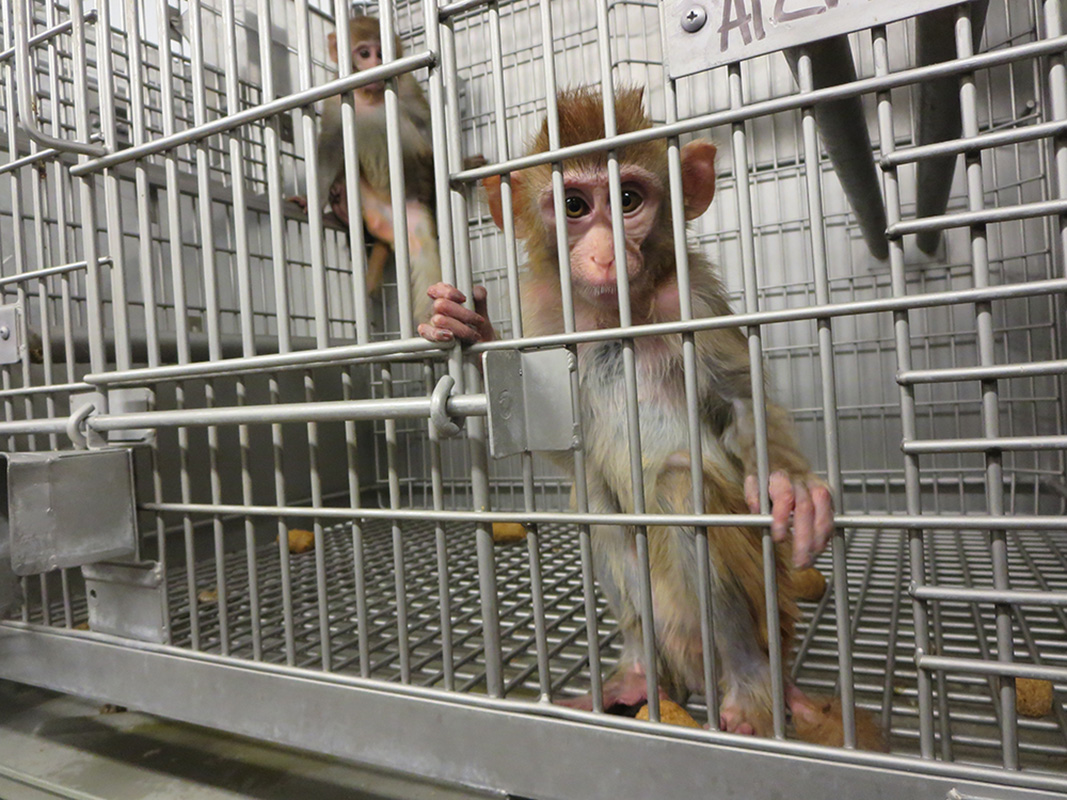 Animals Are Not Ours to Experiment On - PETA UK Animals Are Not Ours to Experiment On - PETA UK