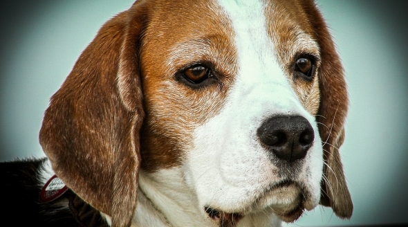Stop plans tp breed beagles for experiments