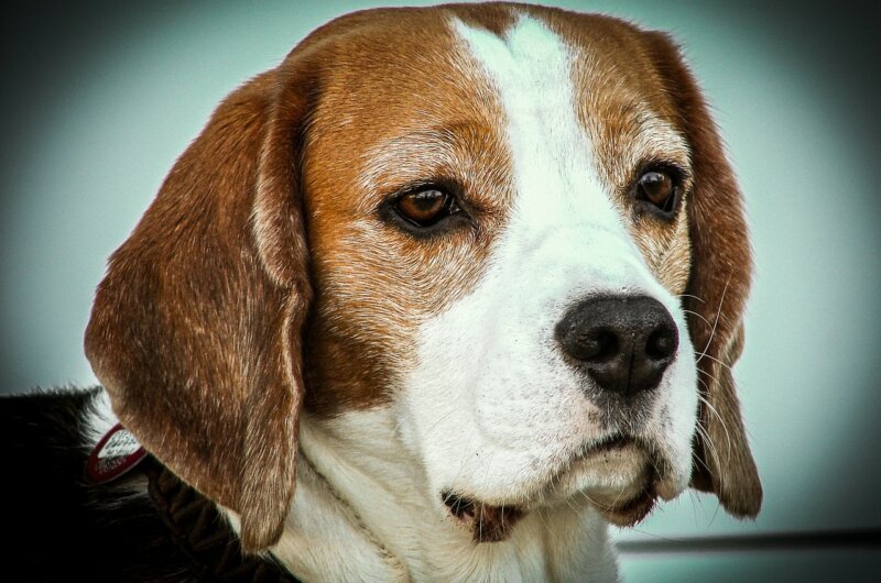 Stop plans tp breed beagles for experiments