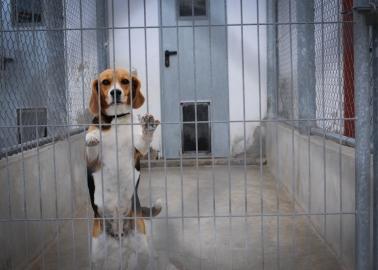 Government Lets Dogs Down, Approves New Beagle Breeding Facility in Yorkshire