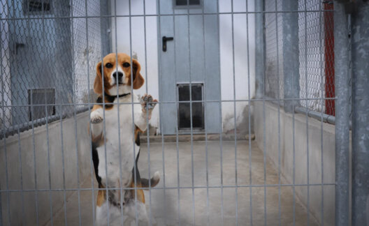 Animals are not ours to experiment on