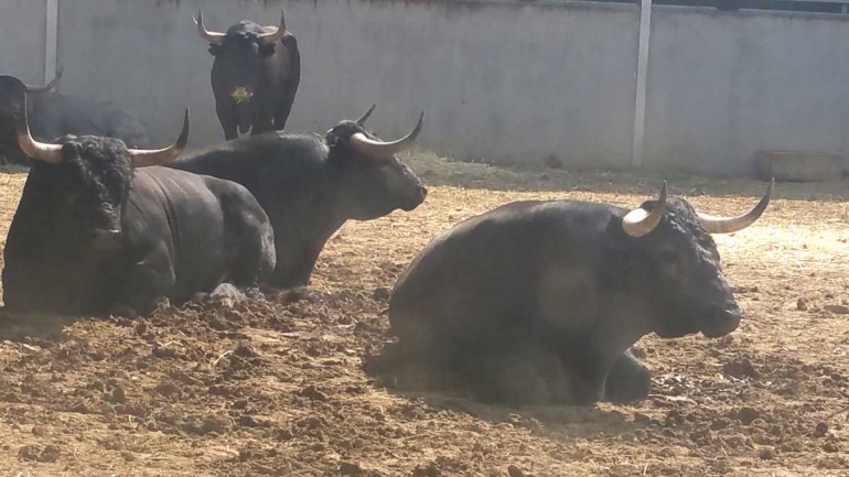 Bulls-sitting-down