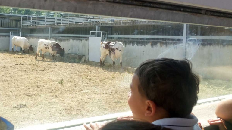 Child-watching-bulls