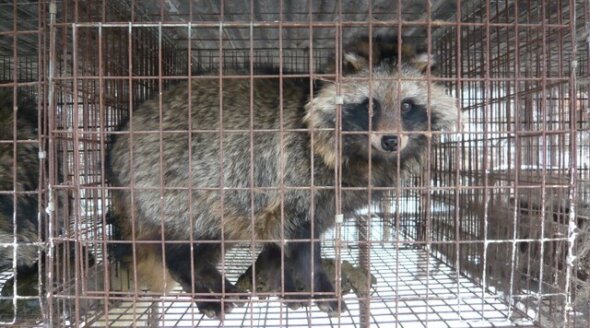 Animals Still Died for Vintage Fur