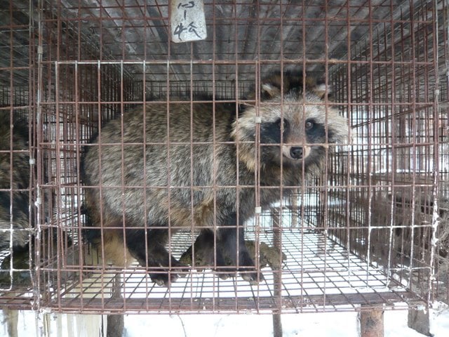 China Fur Investigation male raccoon dog