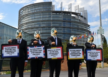 Flock of PETA ‘Ducks’ Heads to Strasbourg Parliament With an Important Message