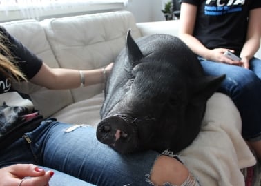 When Kiera Rose Met Fella the Pig