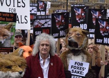 Victory – for Now – as Fox Hunting Vote Is Shelved