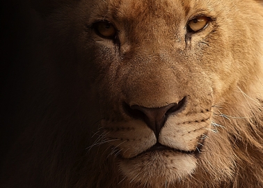 Son of Cecil the Lion Killed by Trophy Hunters in Zimbabwe