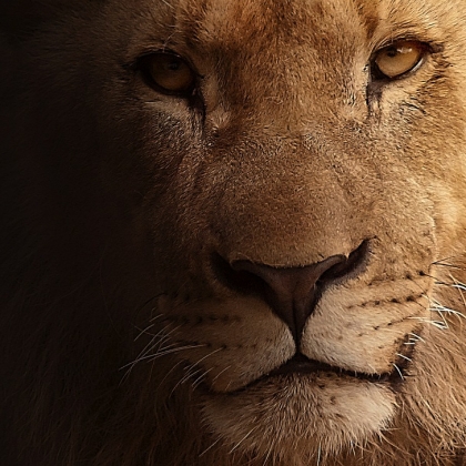 Let Cecil Be the Last – Ask South Africa and Zimbabwe to Ban Canned Hunting