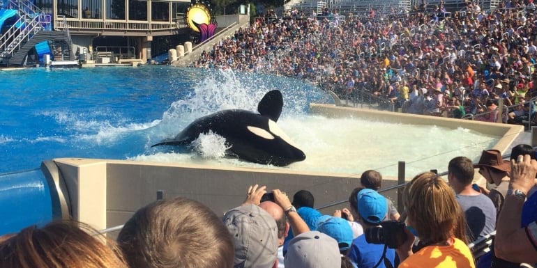 SeaWorld orca and crowd_mini