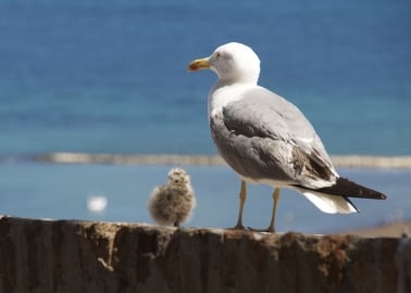 In Defence of the Seagull