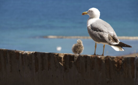 Humane deterrents to live in harmony with seagulls
