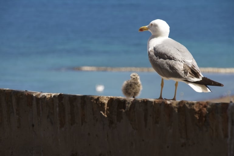 Seagull and chick