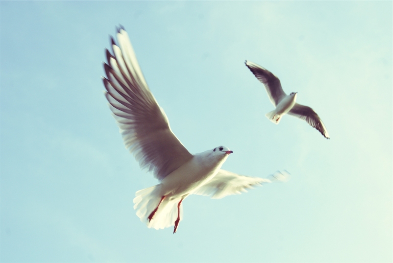 Seagulls are intelligent birds