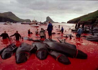 Gruesome Photos: Harbor Waters Run Red With Slaughtered Whales’ Blood