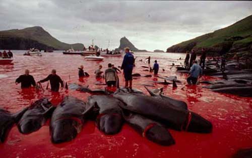 Faroe Whale Massacre