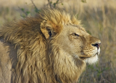 Which African Country Has Banned Trophy Hunting?