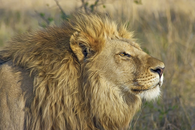 Lion in profile