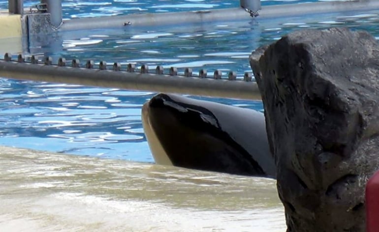 Loro Parque-Biting the side of tank 1