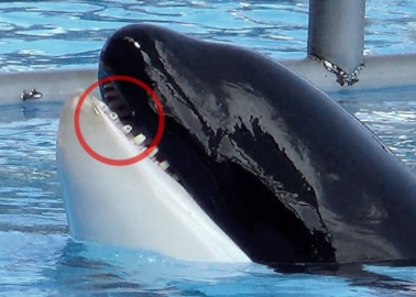 Photos From Loro Parque: This Is What Captivity Does to Orcas